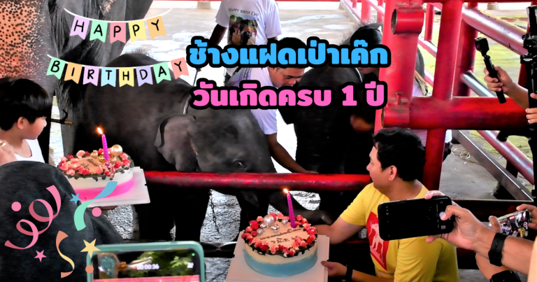 ช้างแฝดเป่าเค๊กครบ 1 ขวบ
